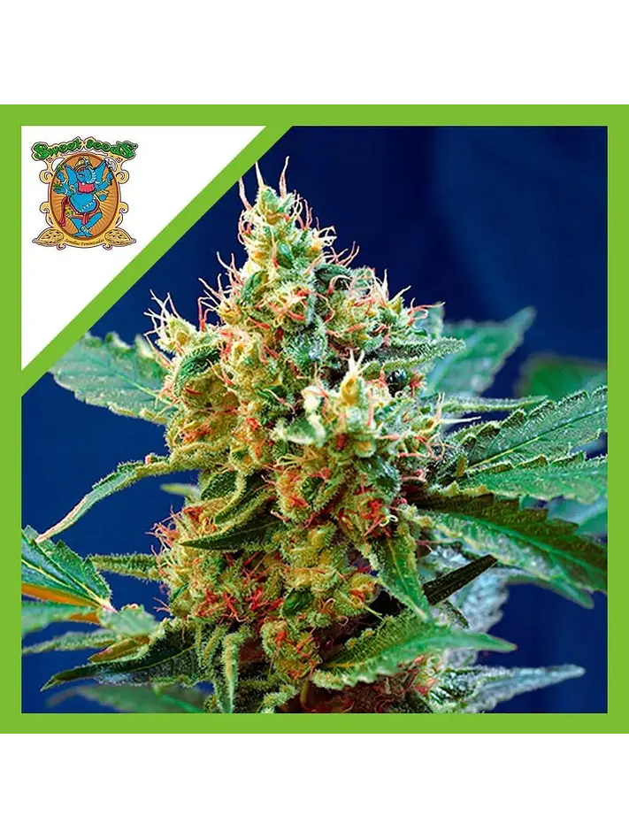 Cream Mandarine Xl Auto® -Sweet Seeds (X100/X25/X5+2/X3+1) 8