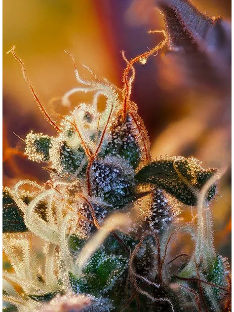 Cream Mandarine Xl Auto® -Sweet Seeds (X100/X25/X5+2/X3+1) 9