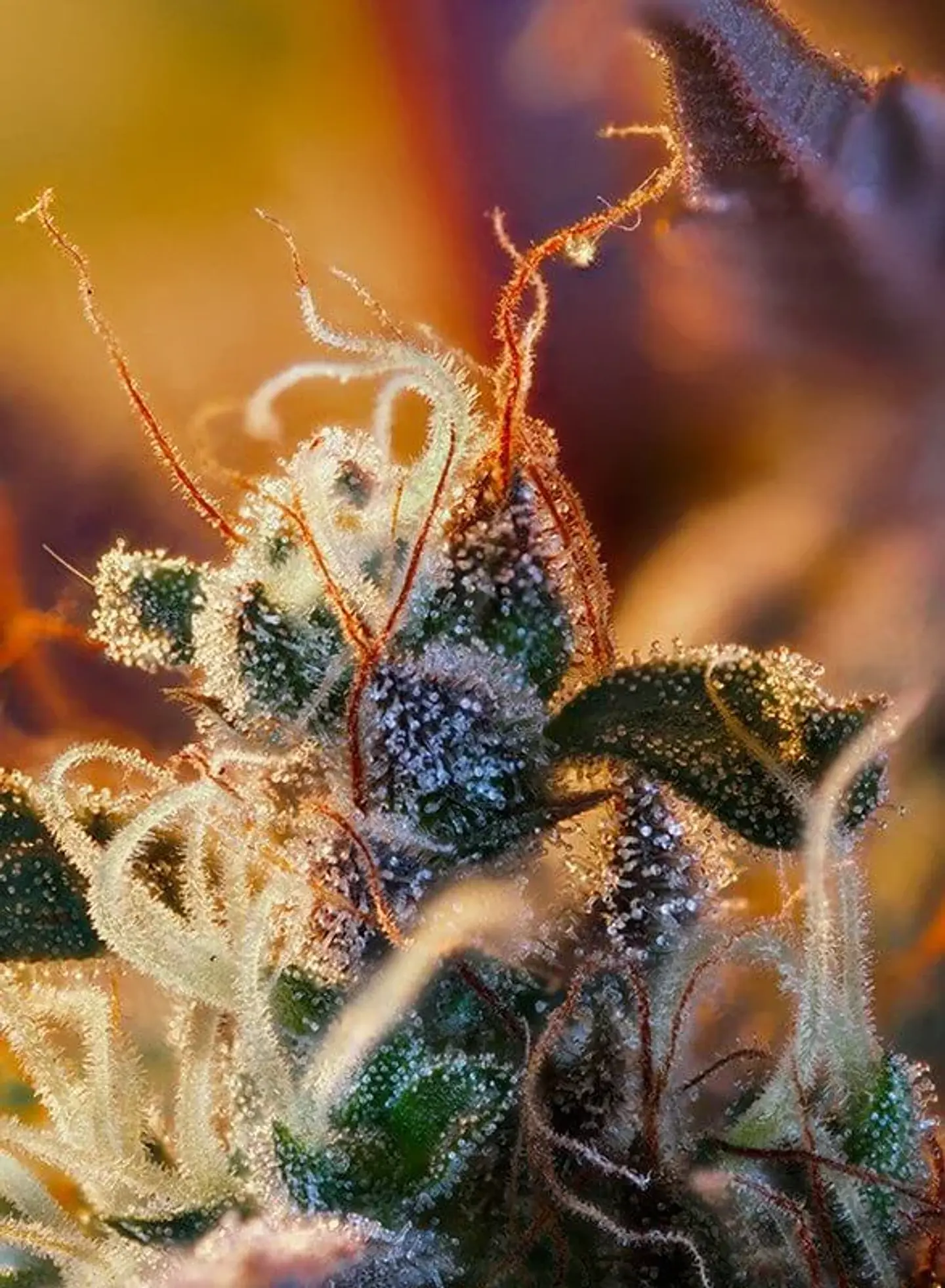 Cream Mandarine Xl Auto® -Sweet Seeds (X100/X25/X5+2/X3+1) 9