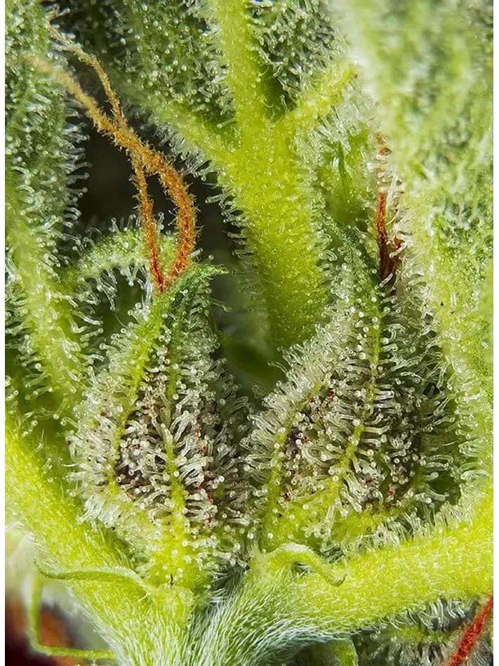 Cream Mandarine Xl Auto® -Sweet Seeds (X100/X25/X5+2/X3+1) 11