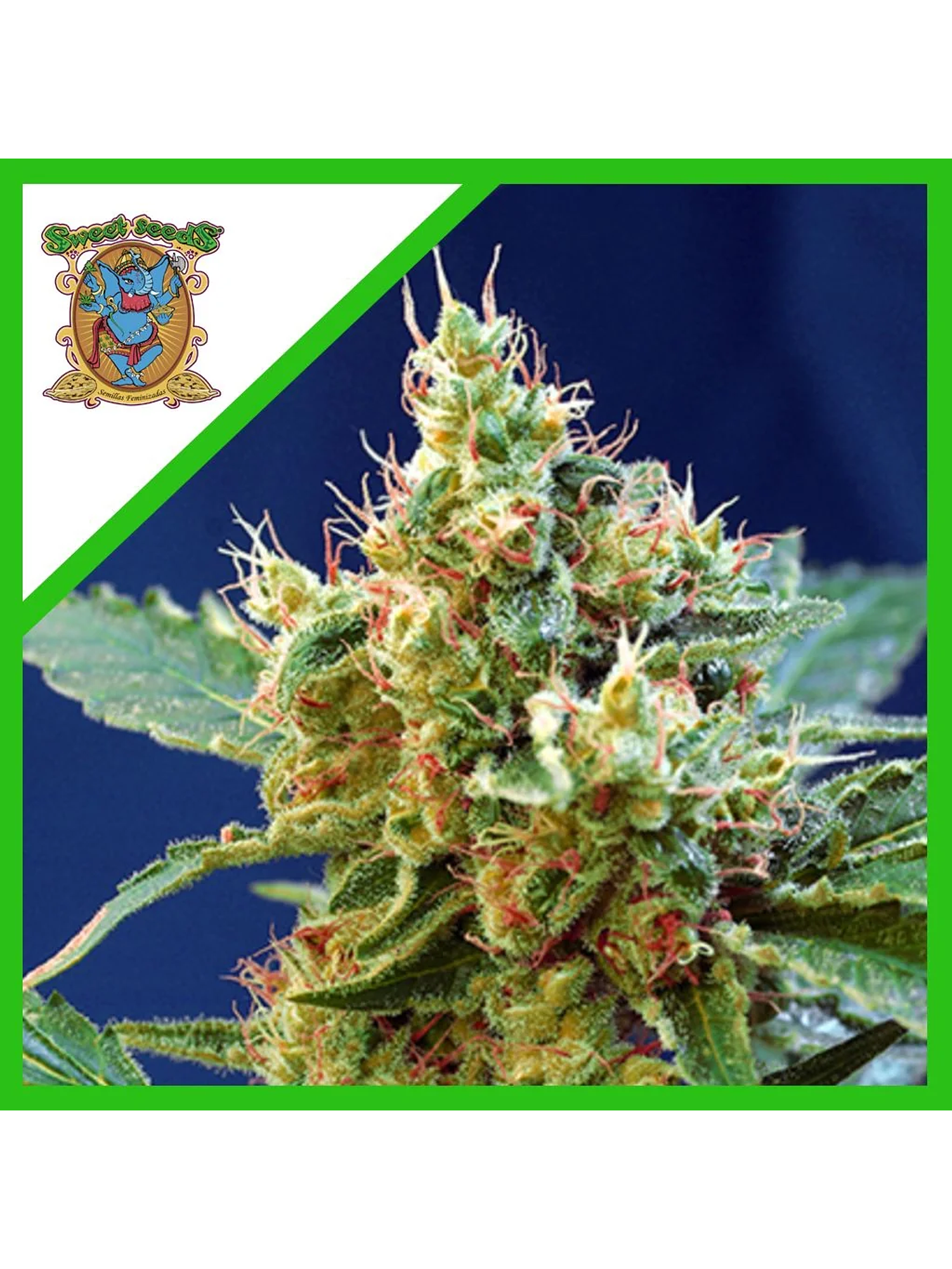 Cream Mandarine Xl Auto® -Sweet Seeds (X100/X25/X5+2/X3+1) 7