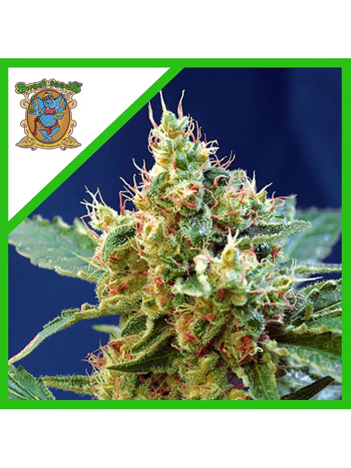 Cream Mandarine Xl Auto® -Sweet Seeds (X100/X25/X5+2/X3+1) 7