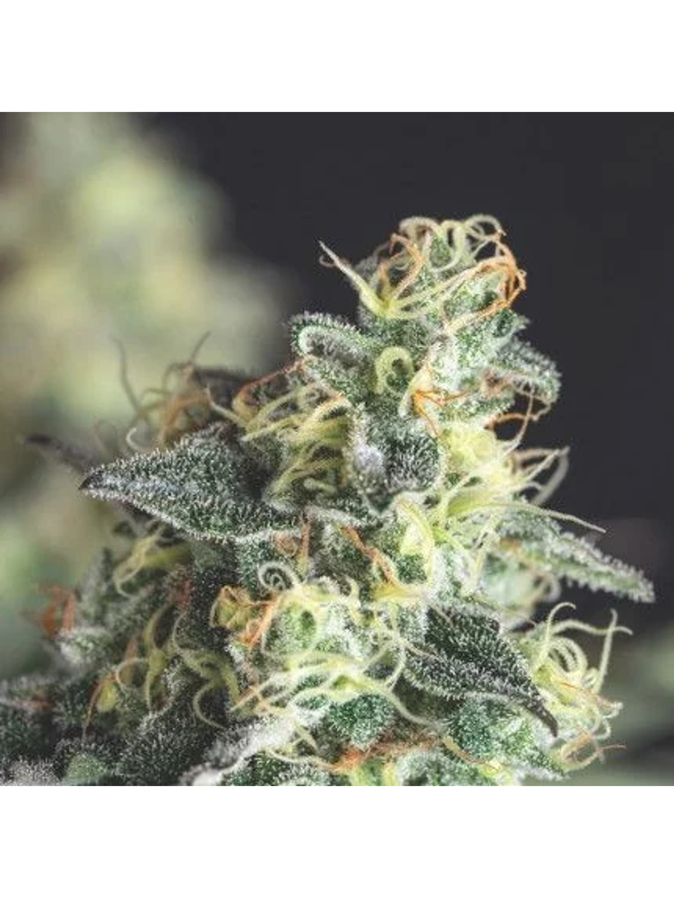 Lemon Larry Og Fem -Pyramid Seeds (X5+2/X3+1) 2