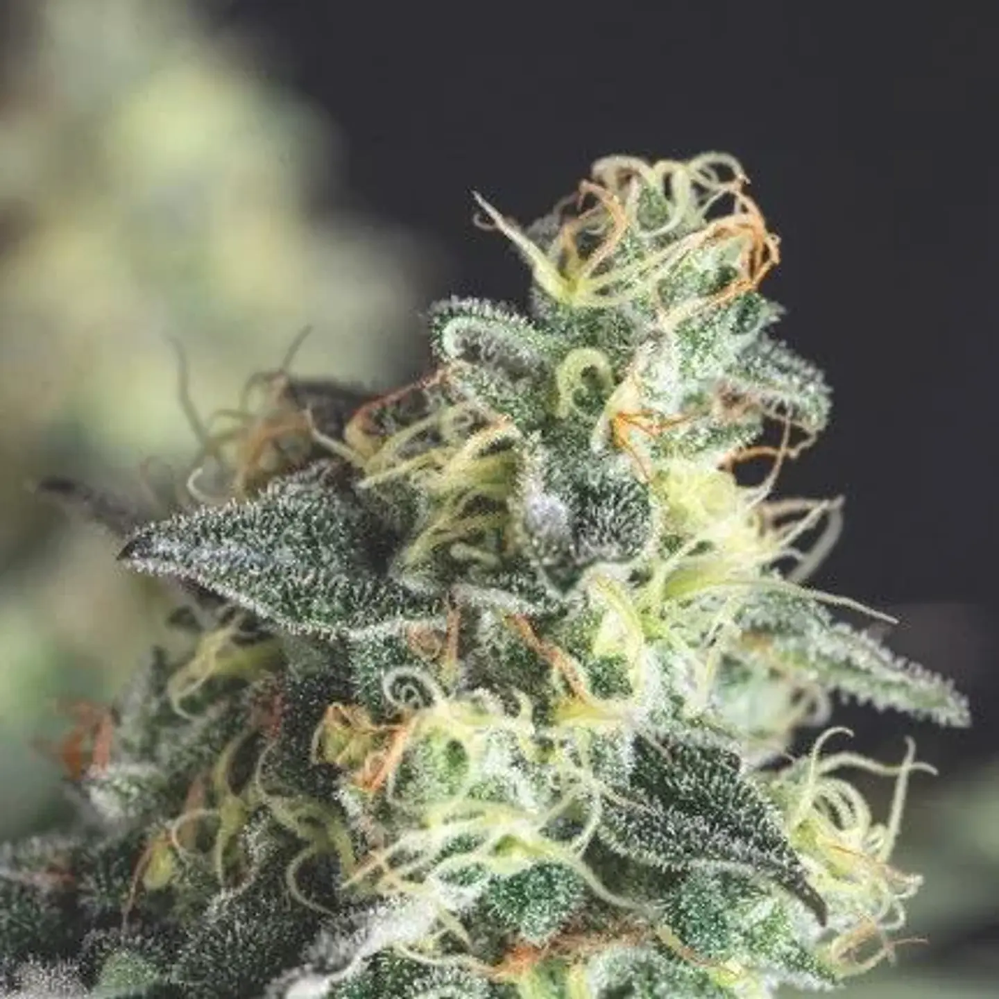 Lemon Larry Og Fem -Pyramid Seeds (X5+2/X3+1) 2