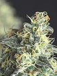 Lemon Larry Og Fem X5+2-Pyramid Seeds - Miniatura 2