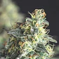 Lemon Larry Og Fem -Pyramid Seeds (X5+2/X3+1) - Miniatura 2