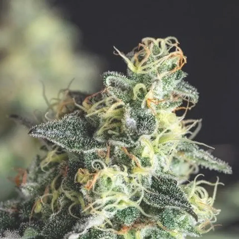 Lemon Larry Og Fem -Pyramid Seeds (X5+2/X3+1) 2
