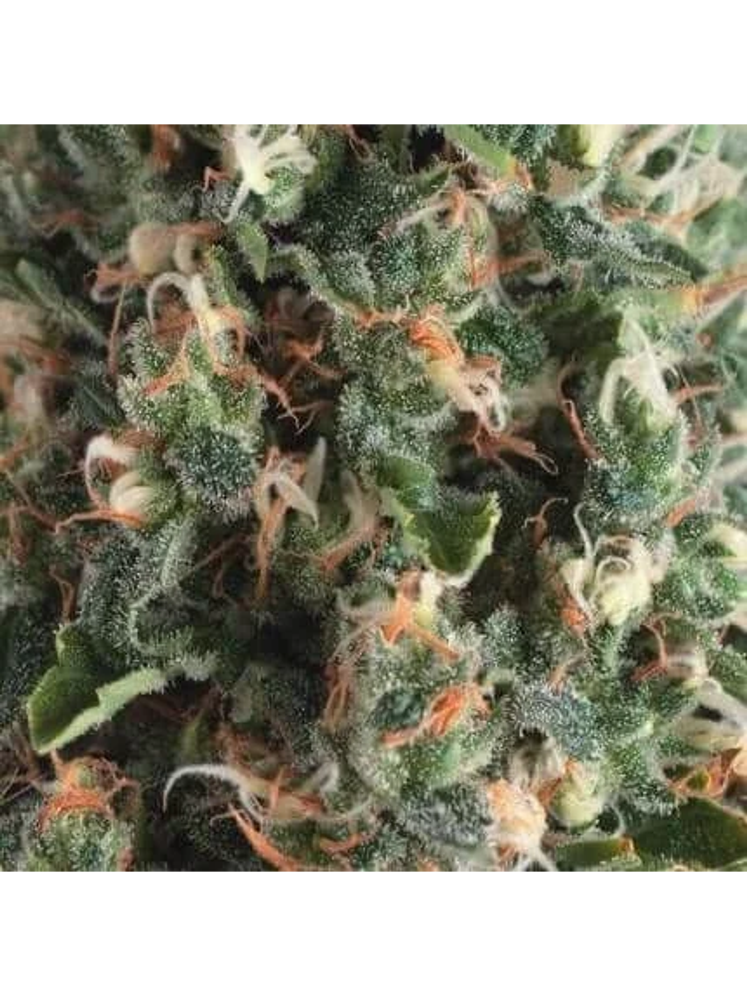 Super Og Kush Auto -Pyramid Seeds (X50/X5+2/X3+1) 2