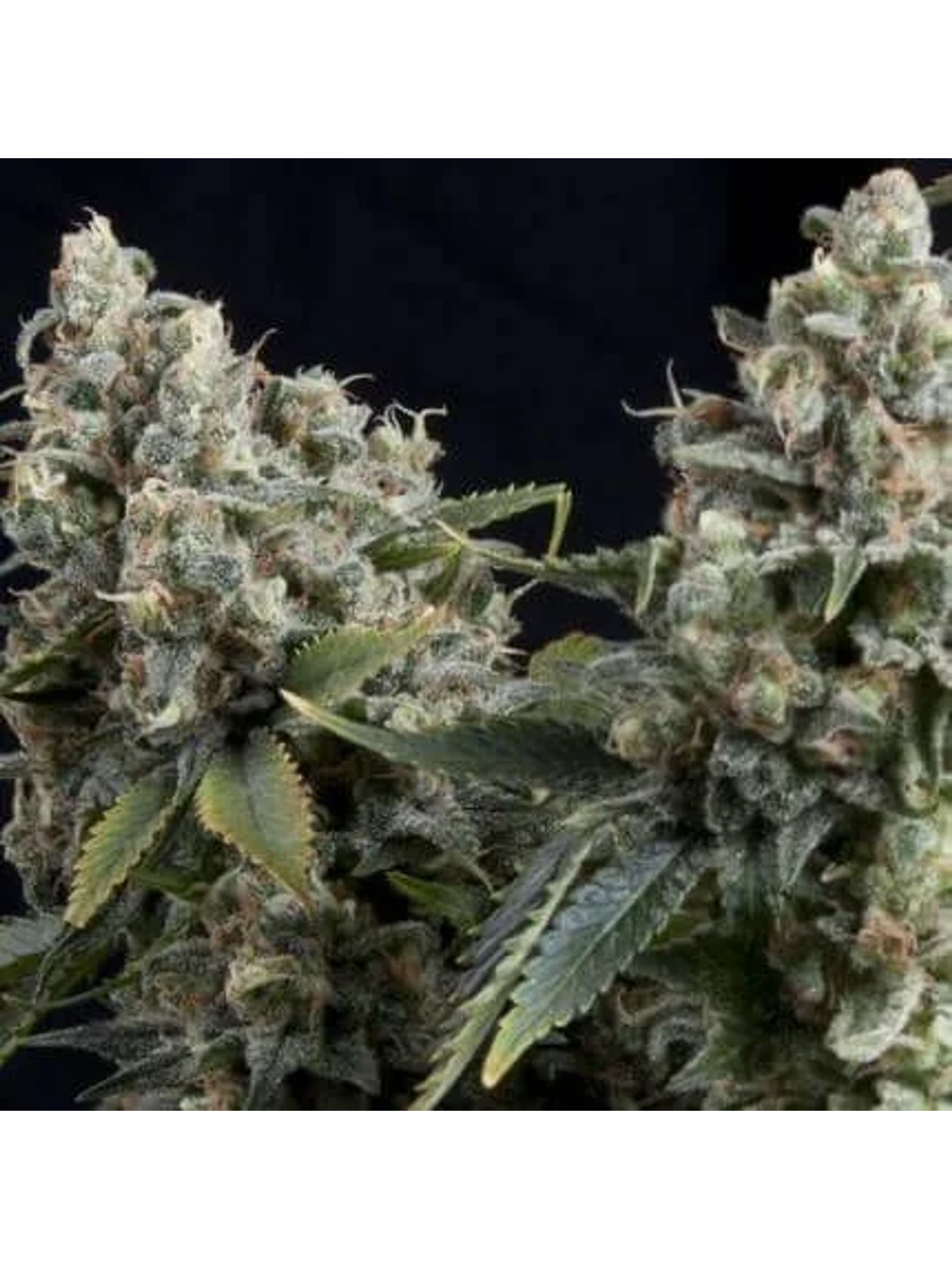 Tutankhamon Auto -Pyramid Seeds (X50/X5+2/X3+1/X1) 2