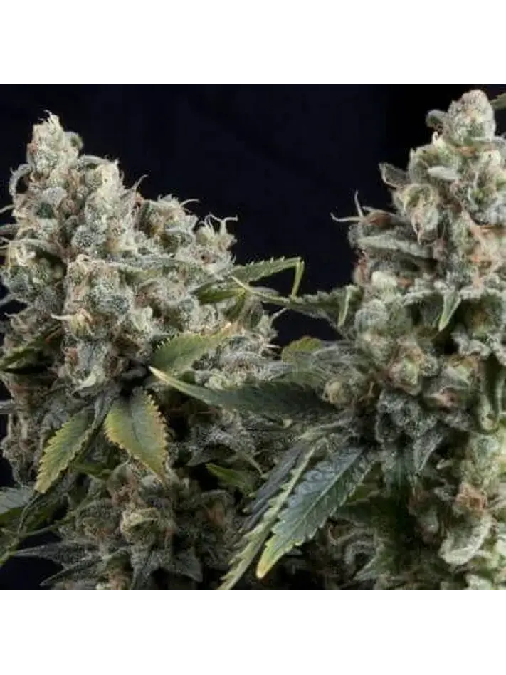 Tutankhamon Auto -Pyramid Seeds (X50/X5+2/X3+1/X1) 2