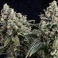 Tutankhamon Auto -Pyramid Seeds (X50/X5+2/X3+1/X1) - Miniatura 2
