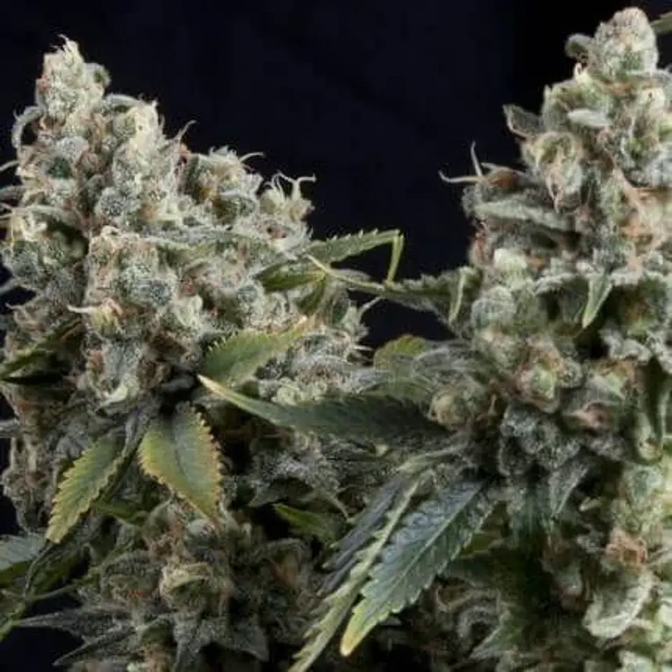 Tutankhamon Auto -Pyramid Seeds (X50/X5+2/X3+1/X1) 2