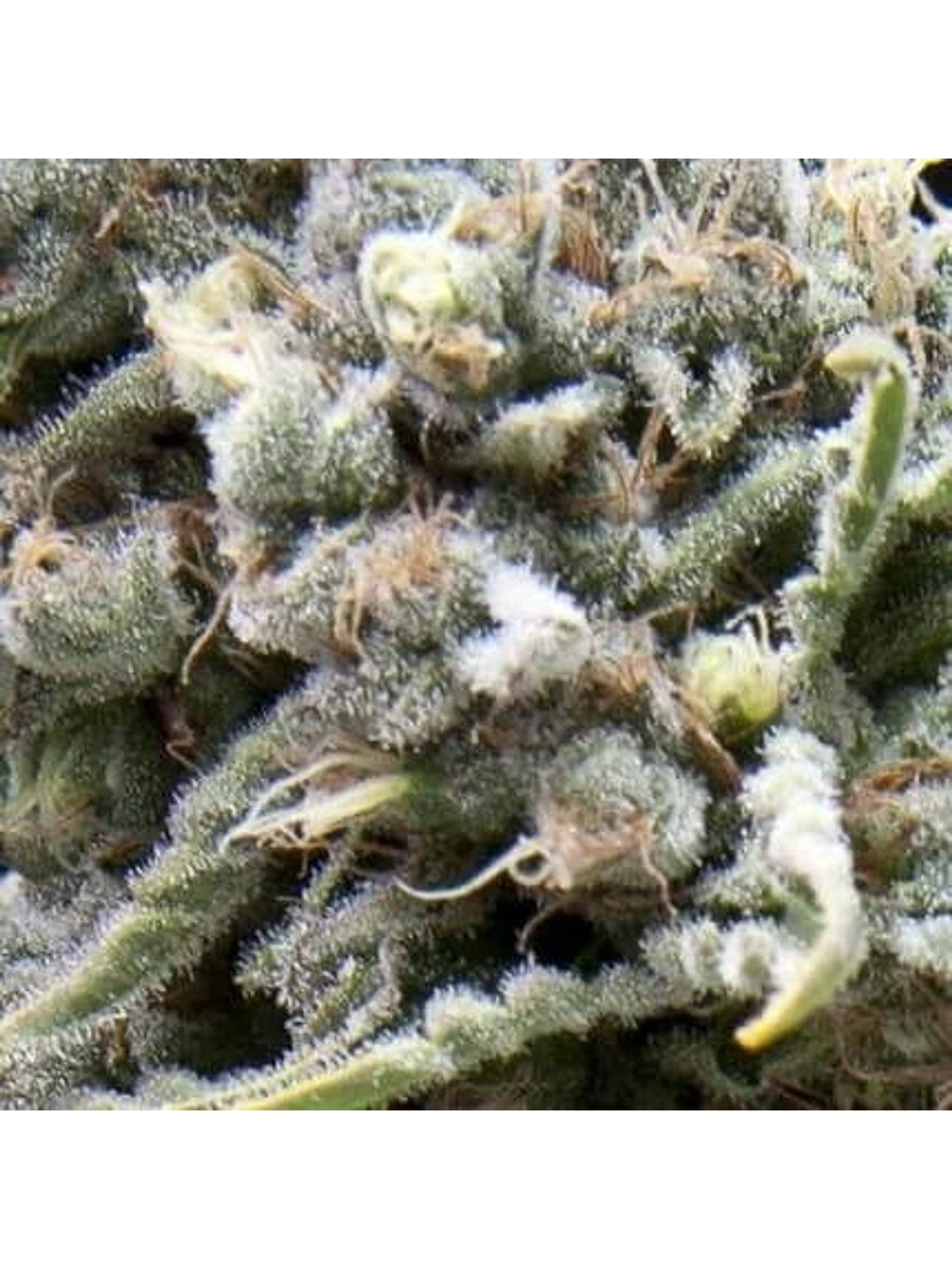 White Widow Auto -Pyramid Seeds (X50/X5+2/X3+1) 2