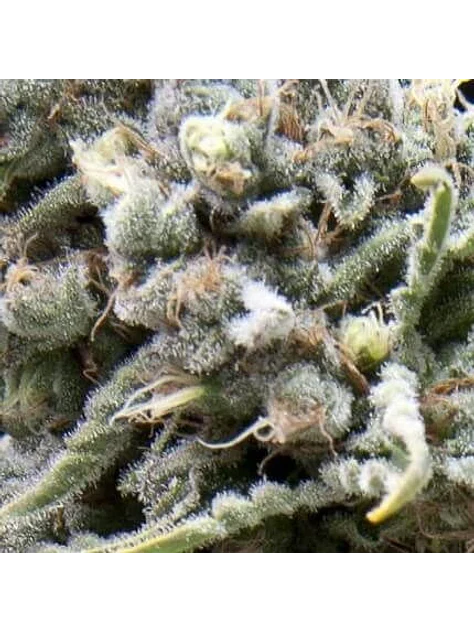 White Widow Auto -Pyramid Seeds (X50/X5+2/X3+1) 2