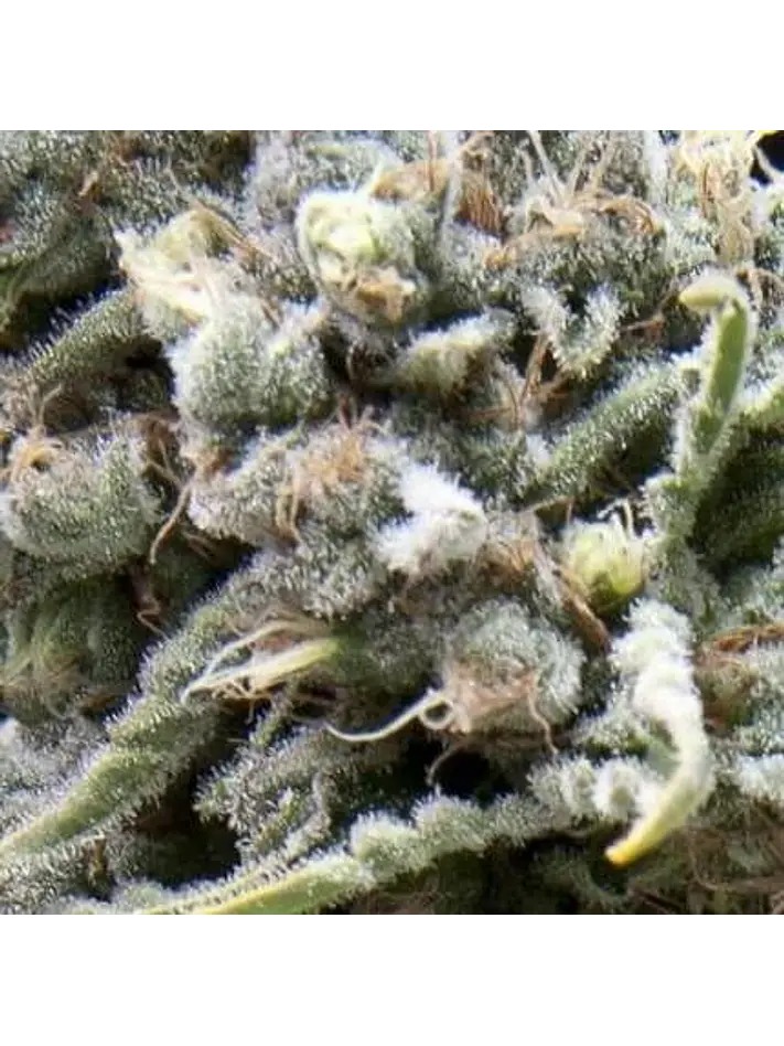 White Widow Auto -Pyramid Seeds (X50/X5+2/X3+1) 2