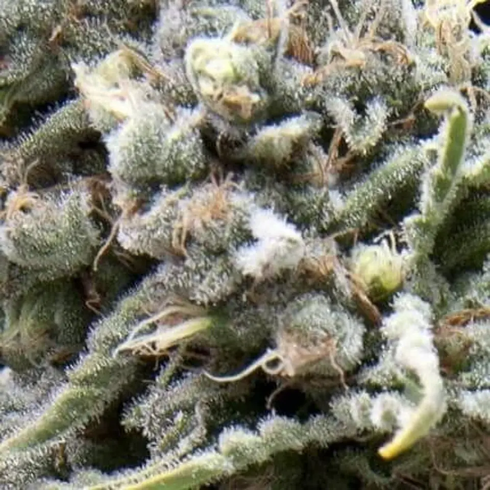 White Widow Auto -Pyramid Seeds (X50/X5+2/X3+1) 2