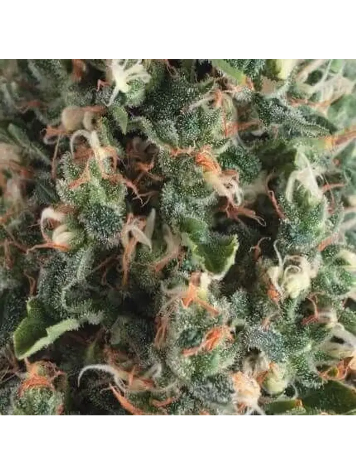 Super Og Kush Auto -Pyramid Seeds (X50/X5+2/X3+1) 3