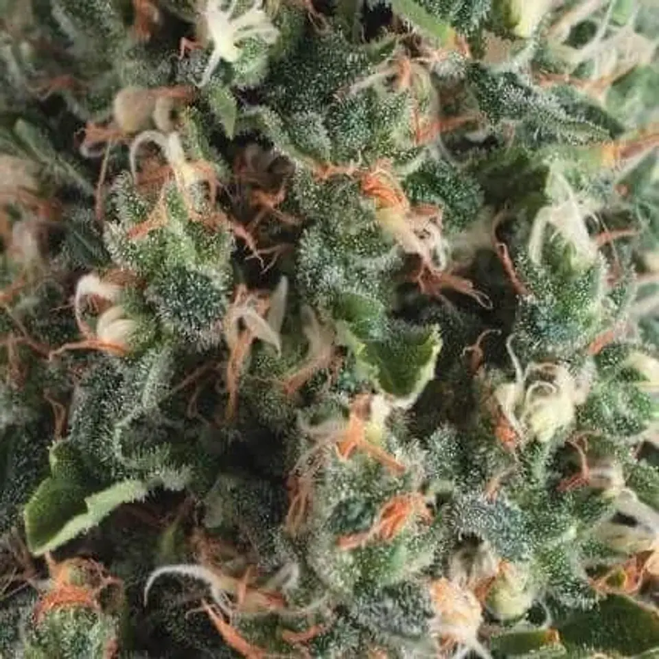 Super Og Kush Auto -Pyramid Seeds (X50/X5+2/X3+1) 3