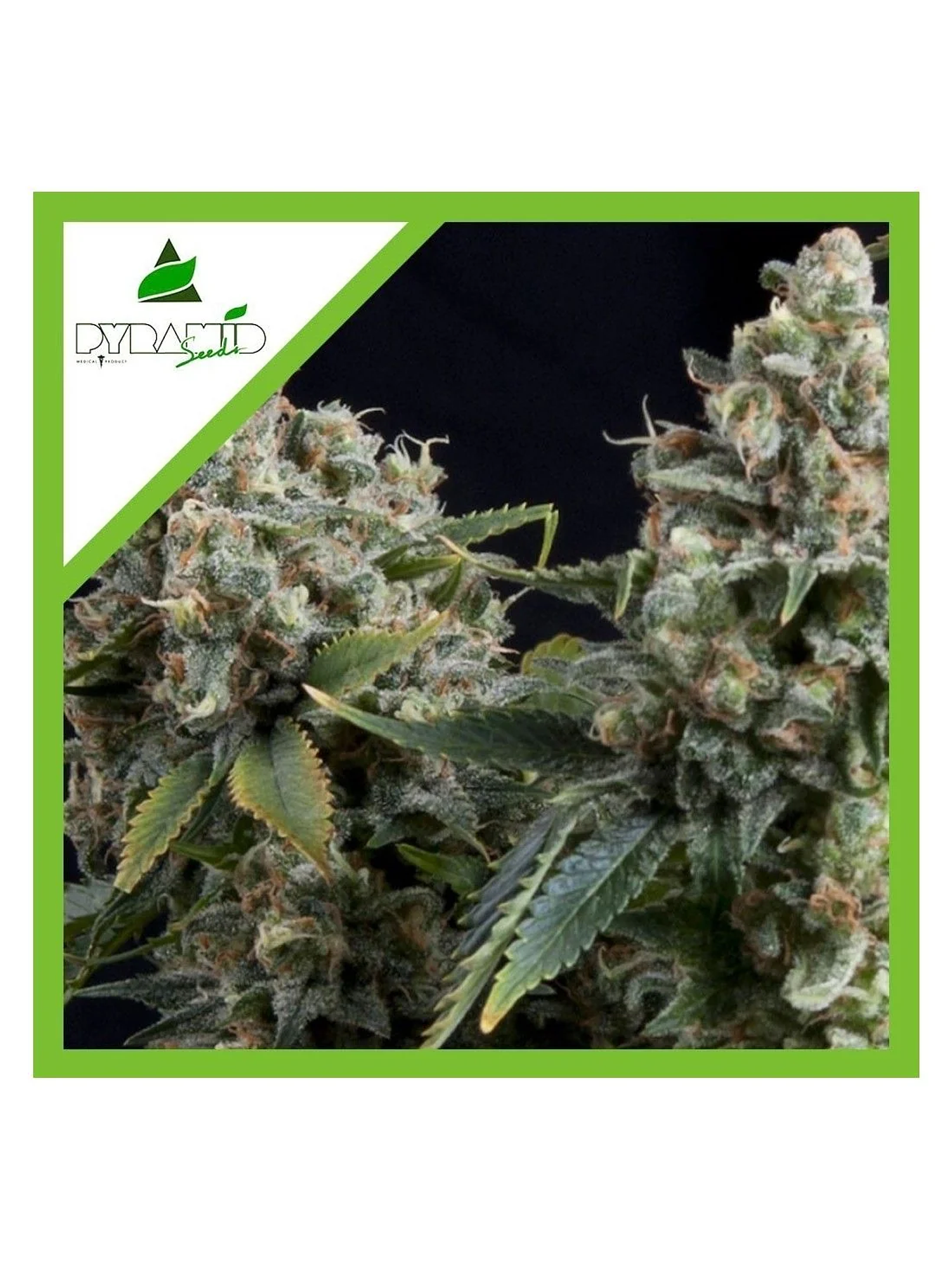 Tutankhamon Auto -Pyramid Seeds (X50/X5+2/X3+1/X1) 3