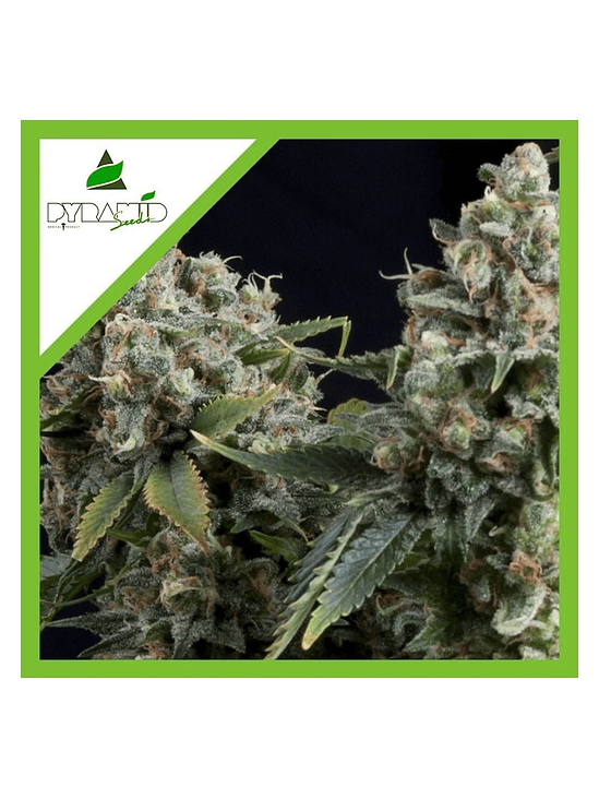 Tutankhamon Auto X50-Pyramid Seeds 3