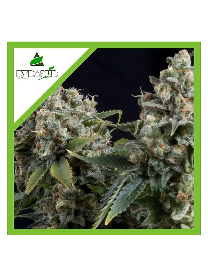 Tutankhamon Auto -Pyramid Seeds (X50/X5+2/X3+1/X1) 3
