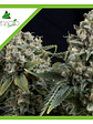 Tutankhamon Auto X50-Pyramid Seeds - Miniatura 3