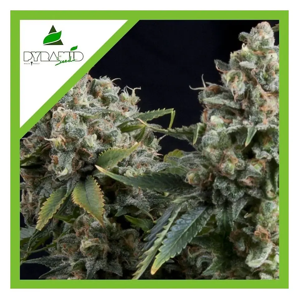 Tutankhamon Auto -Pyramid Seeds (X50/X5+2/X3+1/X1) 3