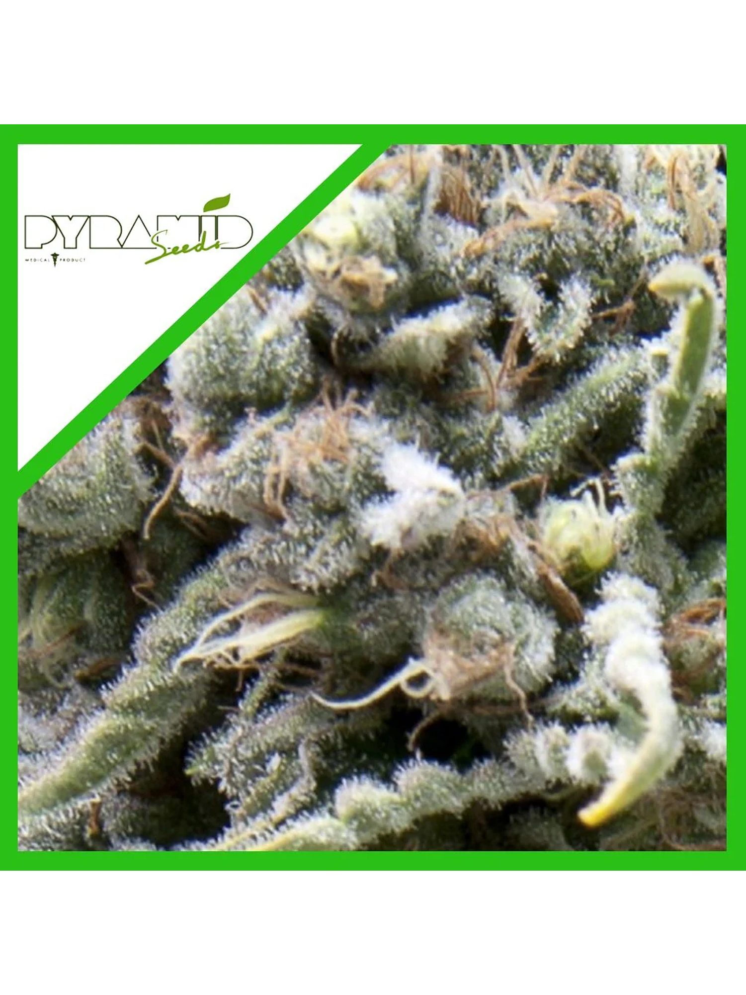 White Widow Auto -Pyramid Seeds (X50/X5+2/X3+1) 3