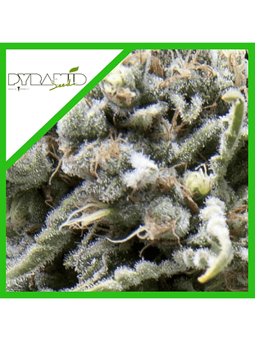 White Widow Auto X50-Pyramid Seeds 3