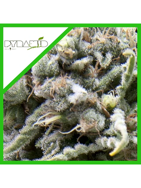 White Widow Auto -Pyramid Seeds (X50/X5+2/X3+1) 3