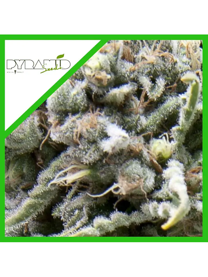 White Widow Auto -Pyramid Seeds (X50/X5+2/X3+1) 3