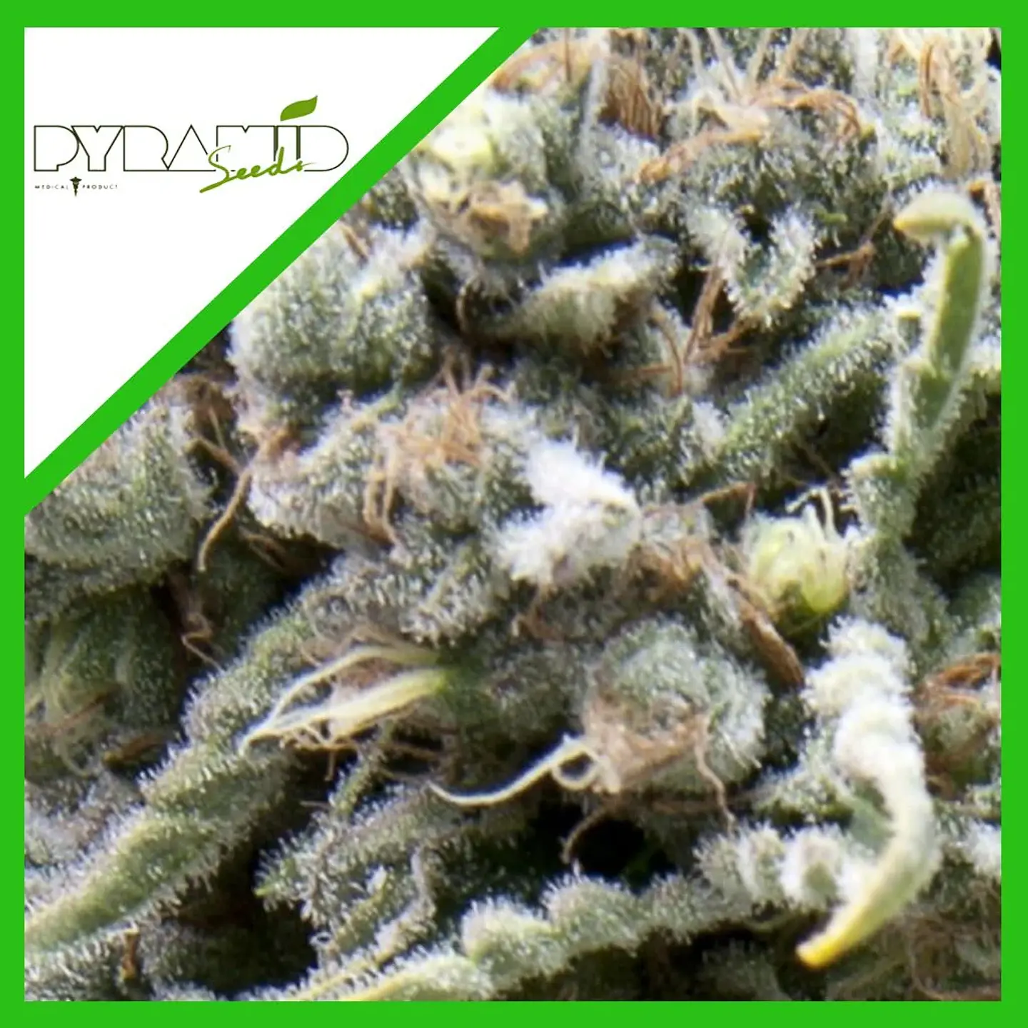 White Widow Auto -Pyramid Seeds (X50/X5+2/X3+1) 3