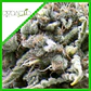White Widow Auto -Pyramid Seeds (X50/X5+2/X3+1) - Miniatura 3