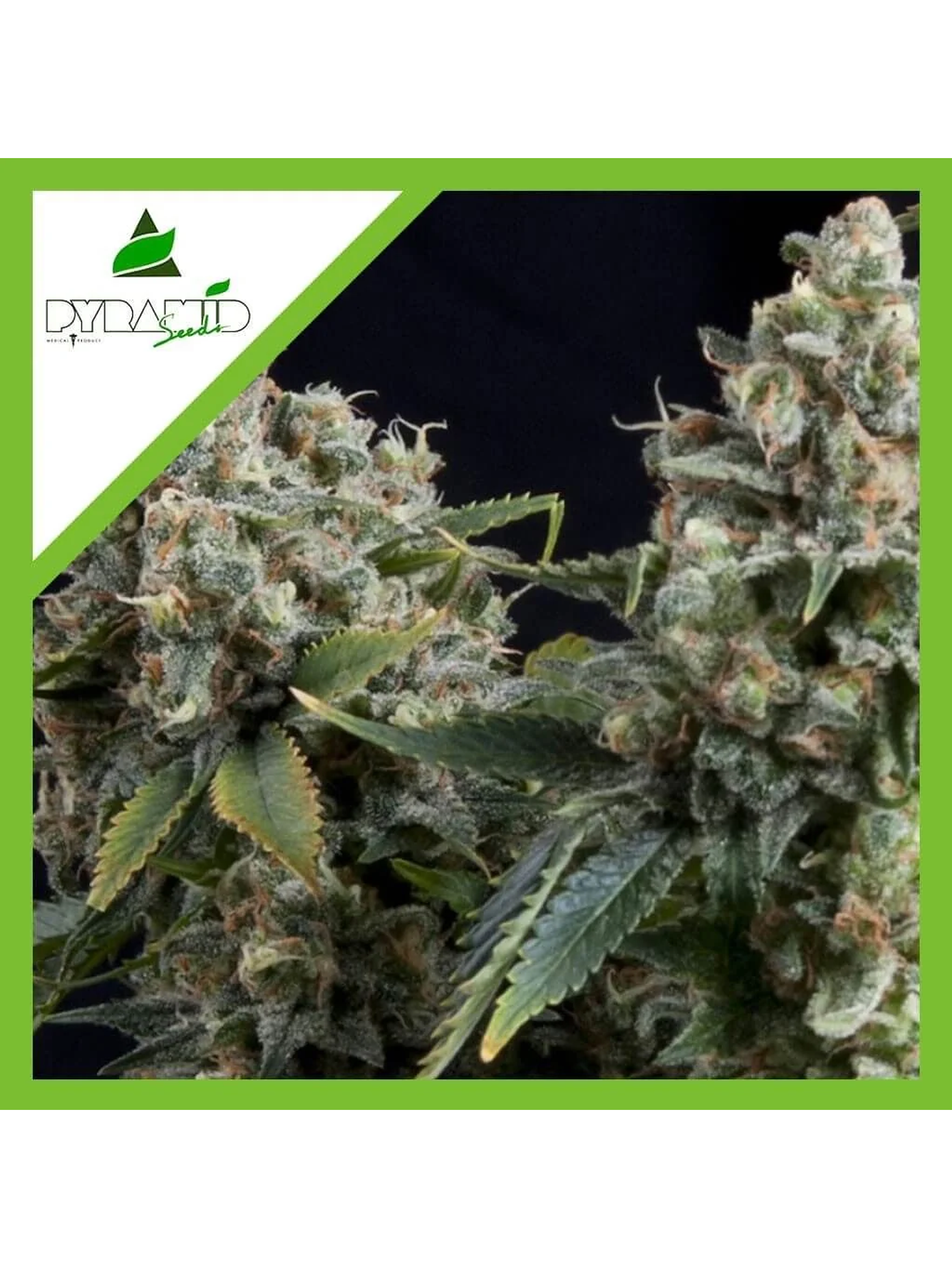 Tutankhamon Auto -Pyramid Seeds (X50/X5+2/X3+1/X1) 4