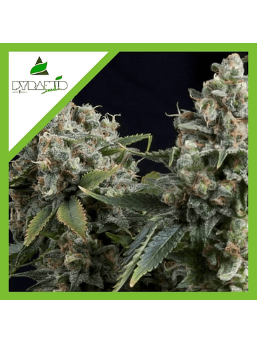 Tutankhamon Auto X50-Pyramid Seeds 4