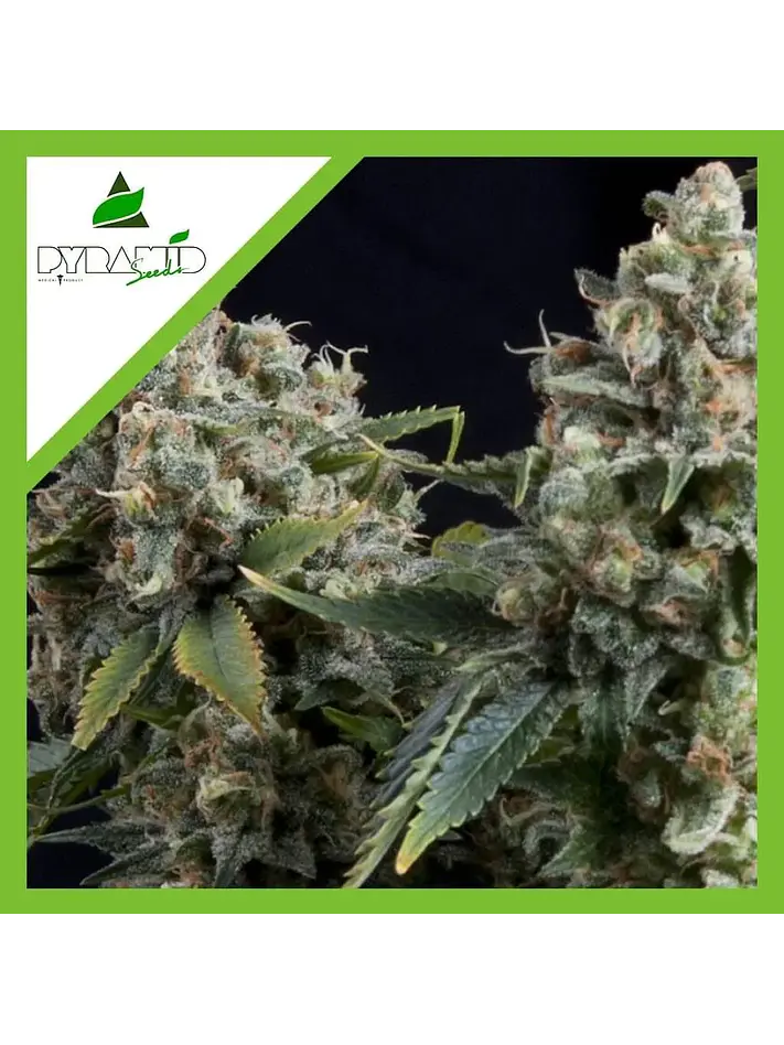 Tutankhamon Auto -Pyramid Seeds (X50/X5+2/X3+1/X1) 4