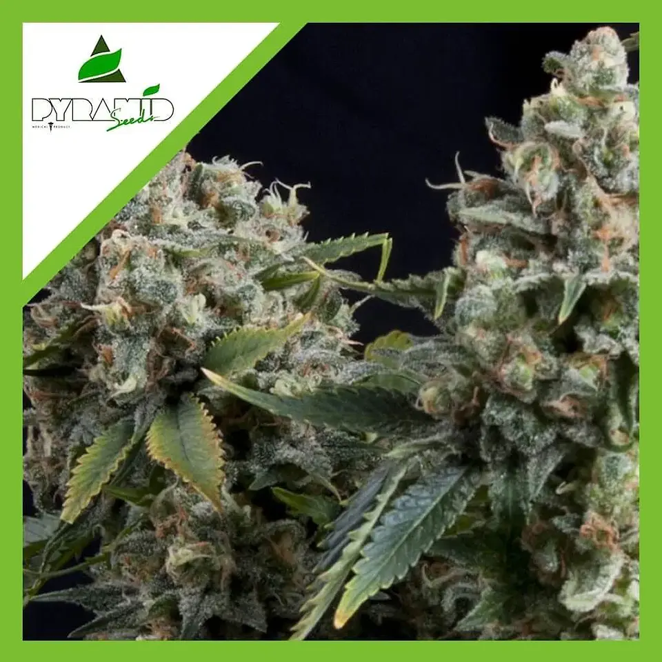 Tutankhamon Auto -Pyramid Seeds (X50/X5+2/X3+1/X1) 4