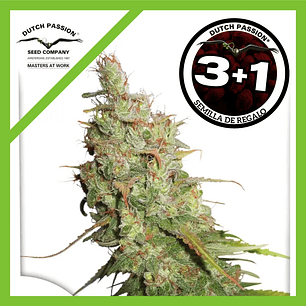 Desfran  Auto X3-Dutch Passion