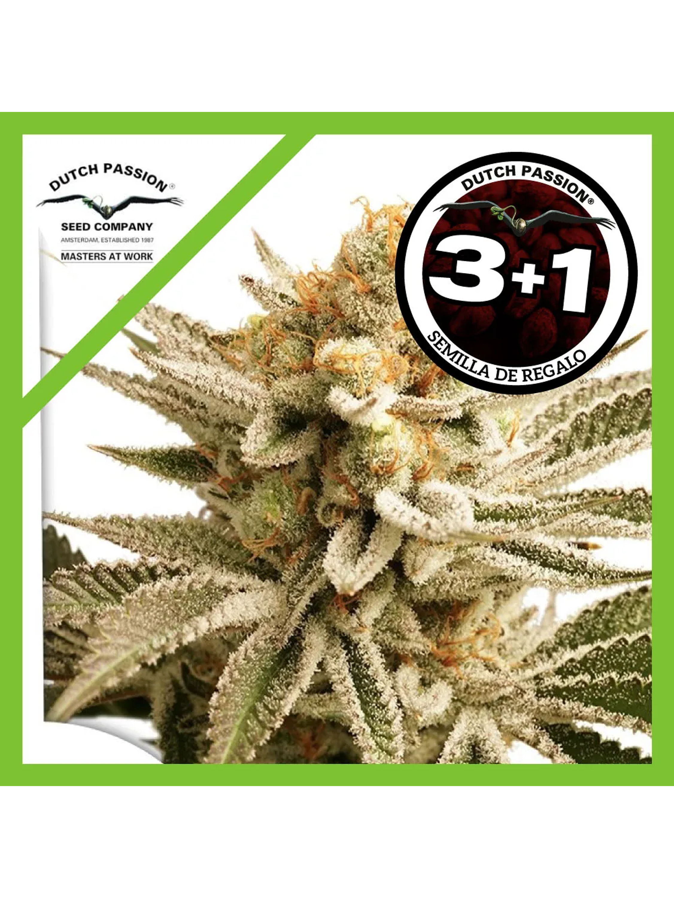 Lemon Z Fem -Dutch Passion (X25/X3/X3+1) 3