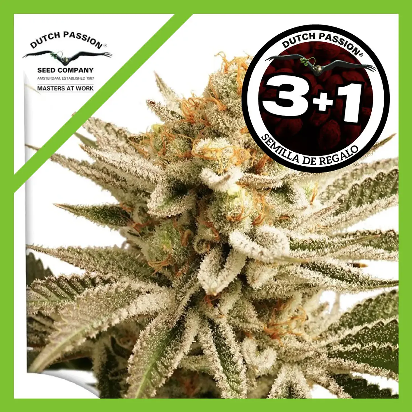 Lemon Z Fem -Dutch Passion (X25/X3+1) 3