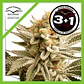 Lemon Z Fem -Dutch Passion (X25/X3+1) - Miniatura 3