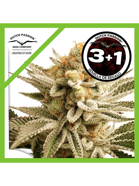 Lemon Z Fem -Dutch Passion (X25/X3+1) 4