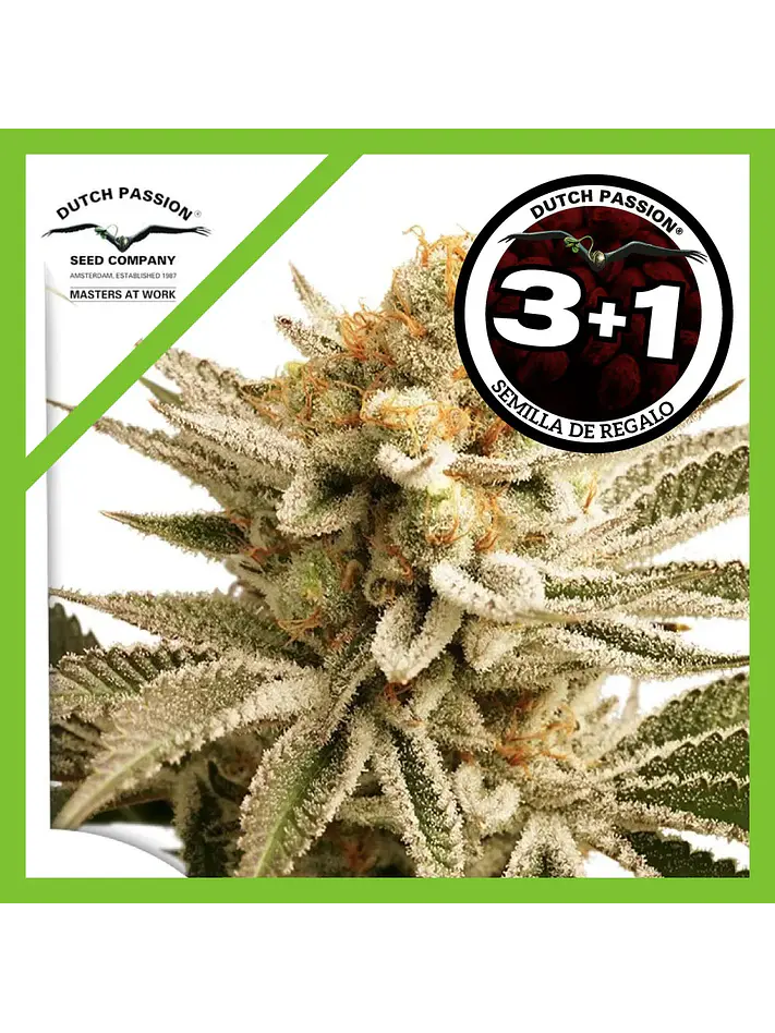 Lemon Z Fem -Dutch Passion (X25/X3+1) 4