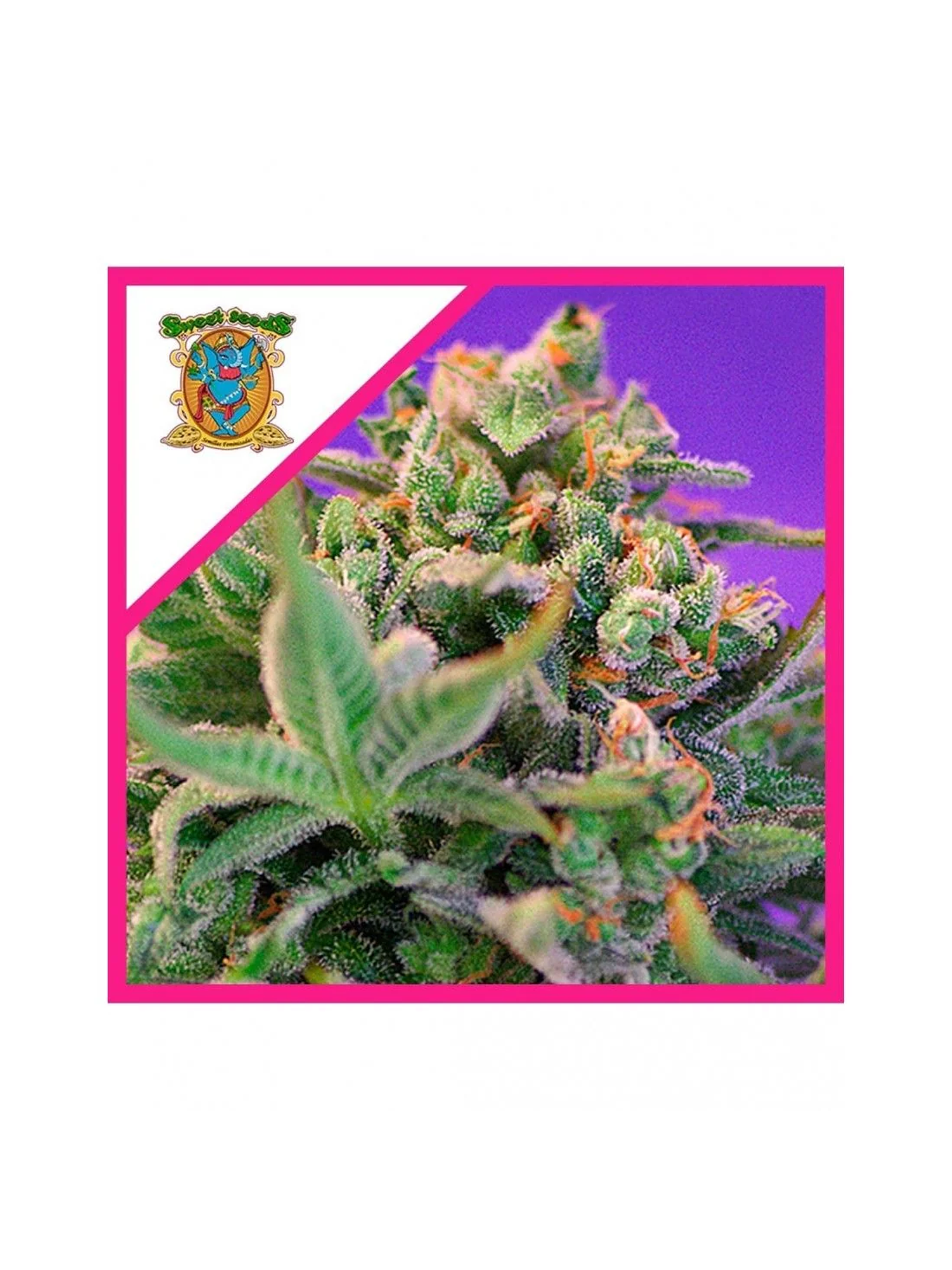 Sweet Cheese F1 Fem® -Sweet Seeds (X100/X25/X3+1) 4