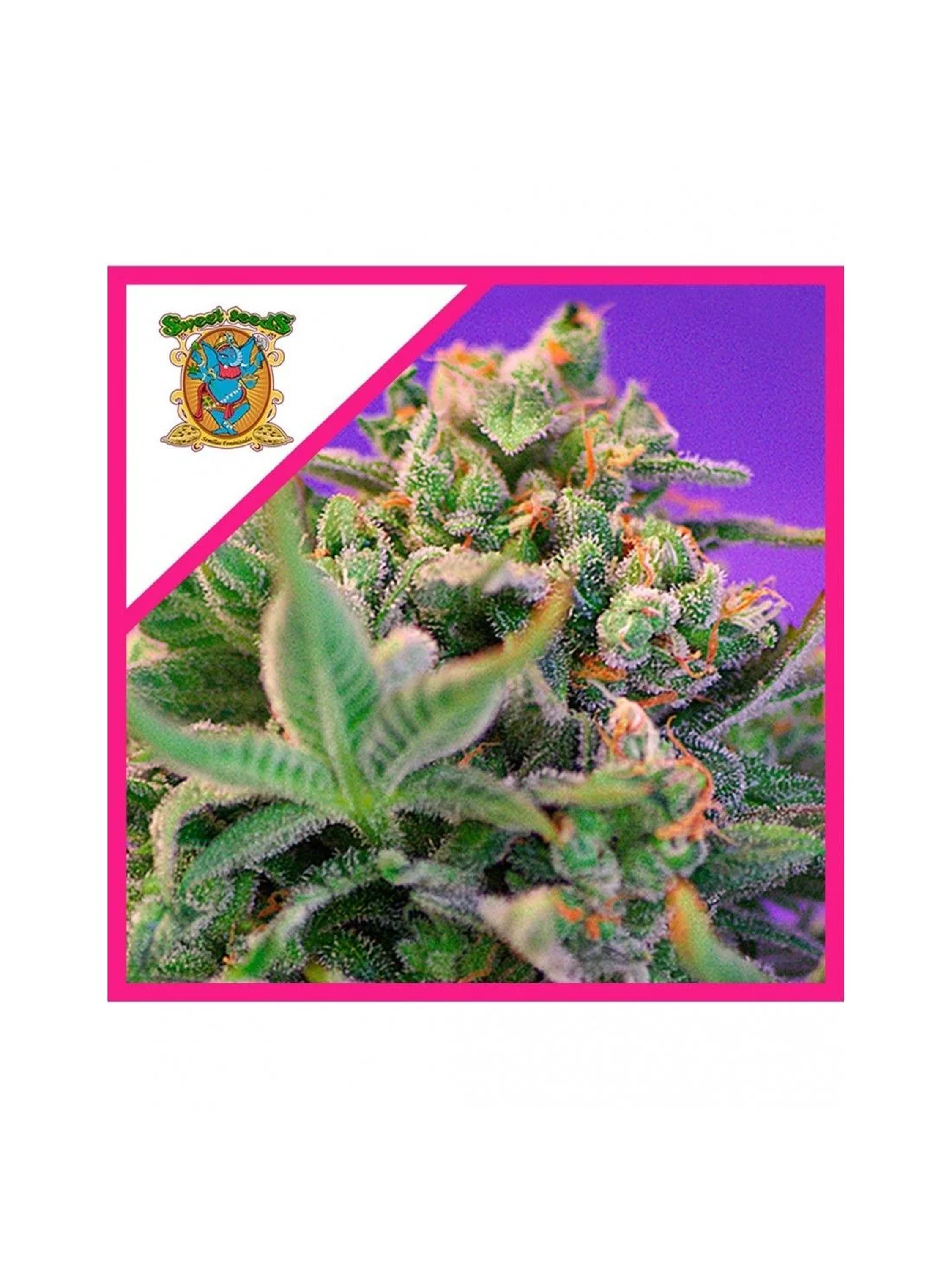 Sweet Cheese F1 Fem® -Sweet Seeds (X100/X25/X3+1) 4