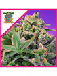 Sweet Cheese F1 Fem® X100-Sweet Seeds - Miniatura 4