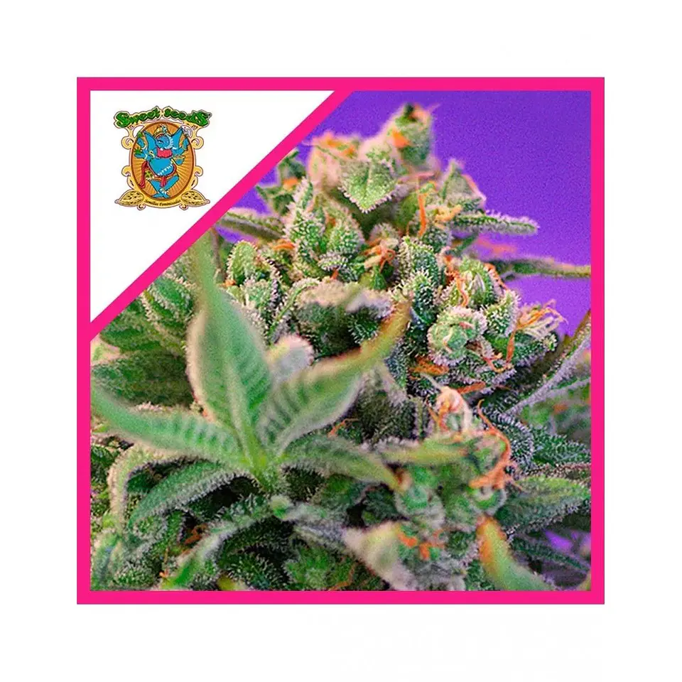 Sweet Cheese F1 Fem® -Sweet Seeds (X100/X25/X3+1) 4