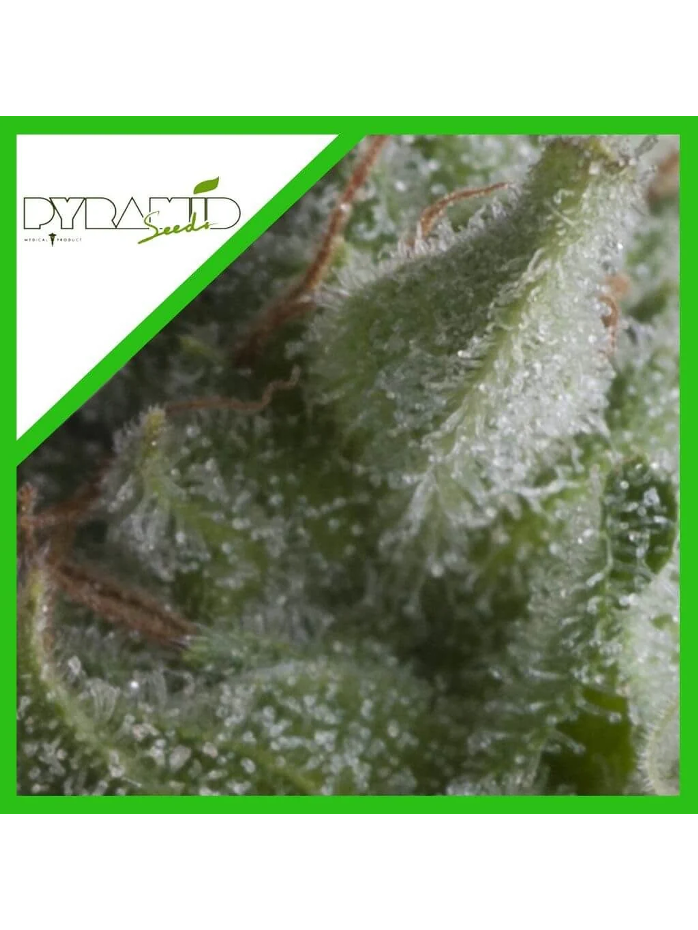 Shark Auto -Pyramid Seeds (X5+2/X3+1) 2