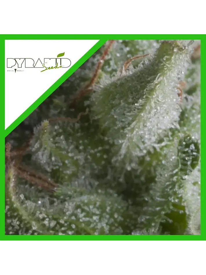 Shark Auto -Pyramid Seeds (X5+2/X3+1) 2
