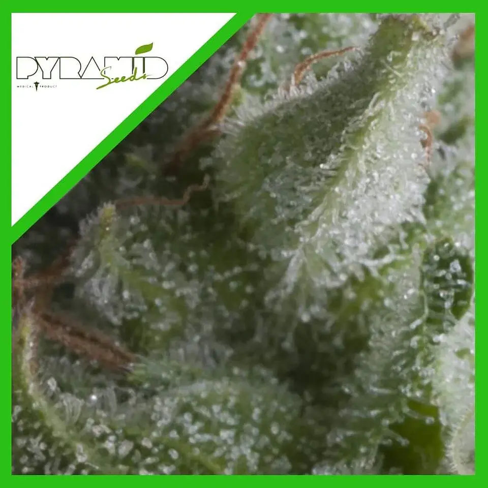 Shark Auto -Pyramid Seeds (X5+2/X3+1) 2